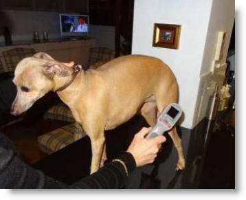 home laser therapy for dogs